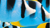 Book a Club Med Vacation Securely Online